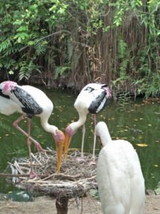 حديقة الطيور كوالالمبور KL Birds Park